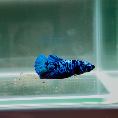 Avatar Galaxy S100 Plakat - Female Betta
