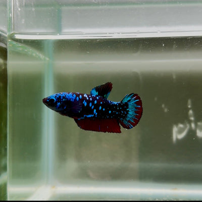 Avatar Galaxy S93 Plakat - Female Betta