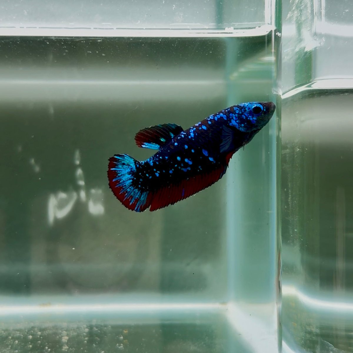 Avatar Galaxy S93 Plakat - Female Betta