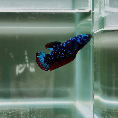 Avatar Galaxy S93 Plakat - Female Betta