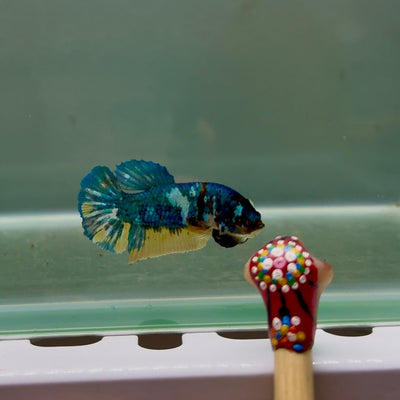 Avatar Galaxy S93 Plakat - Female Betta