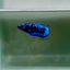 Avatar Galaxy S94 Plakat - Female Betta