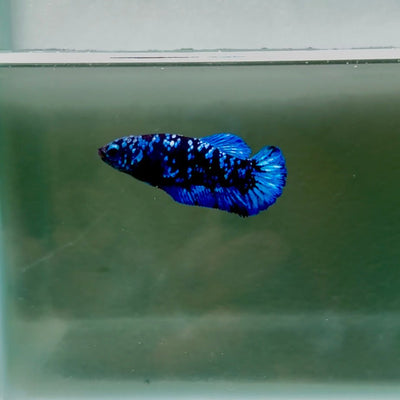 Avatar Galaxy S94 Plakat - Female Betta