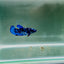 Avatar Galaxy S94 Plakat - Female Betta