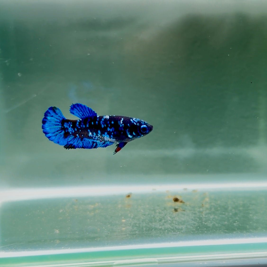 Avatar Galaxy S94 Plakat - Female Betta