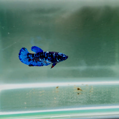 Avatar Galaxy S94 Plakat - Female Betta