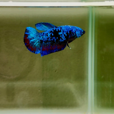 Avatar Galaxy S95 Plakat - Female Betta