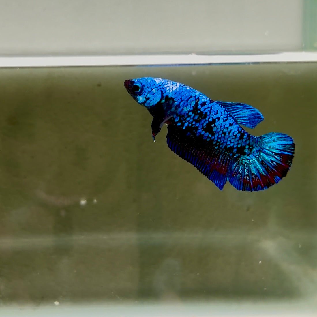 Avatar Galaxy S95 Plakat - Female Betta