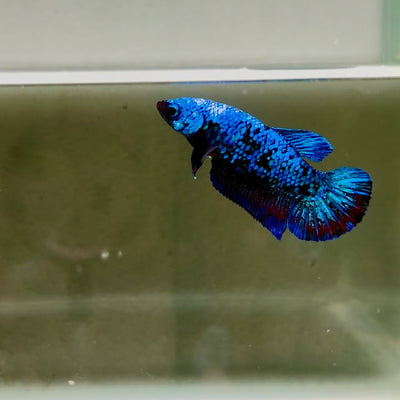 Avatar Galaxy S95 Plakat - Female Betta