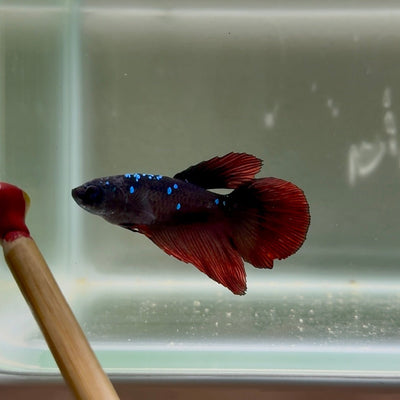 Avatar Galaxy S98 Halfmoon - Female Betta