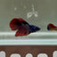 Avatar Galaxy S98 Halfmoon - Female Betta