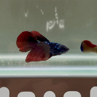 Avatar Galaxy S98 Halfmoon - Female Betta