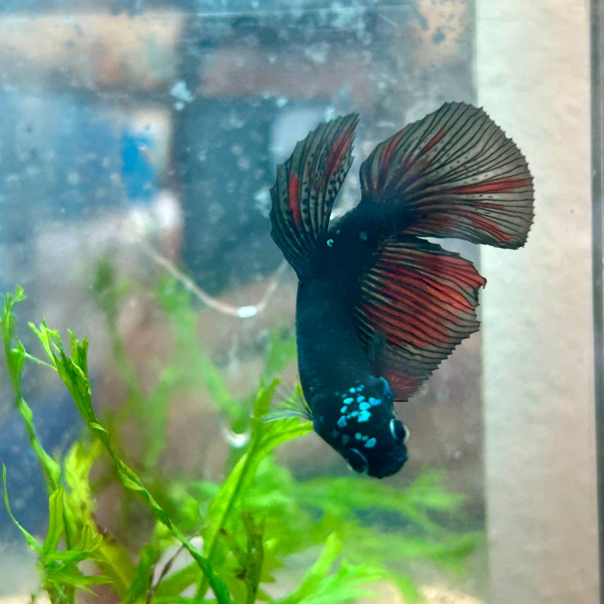 Avatar Galaxy S99 Halfmoon - Female Betta