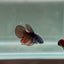 Avatar Galaxy S99 Halfmoon - Female Betta
