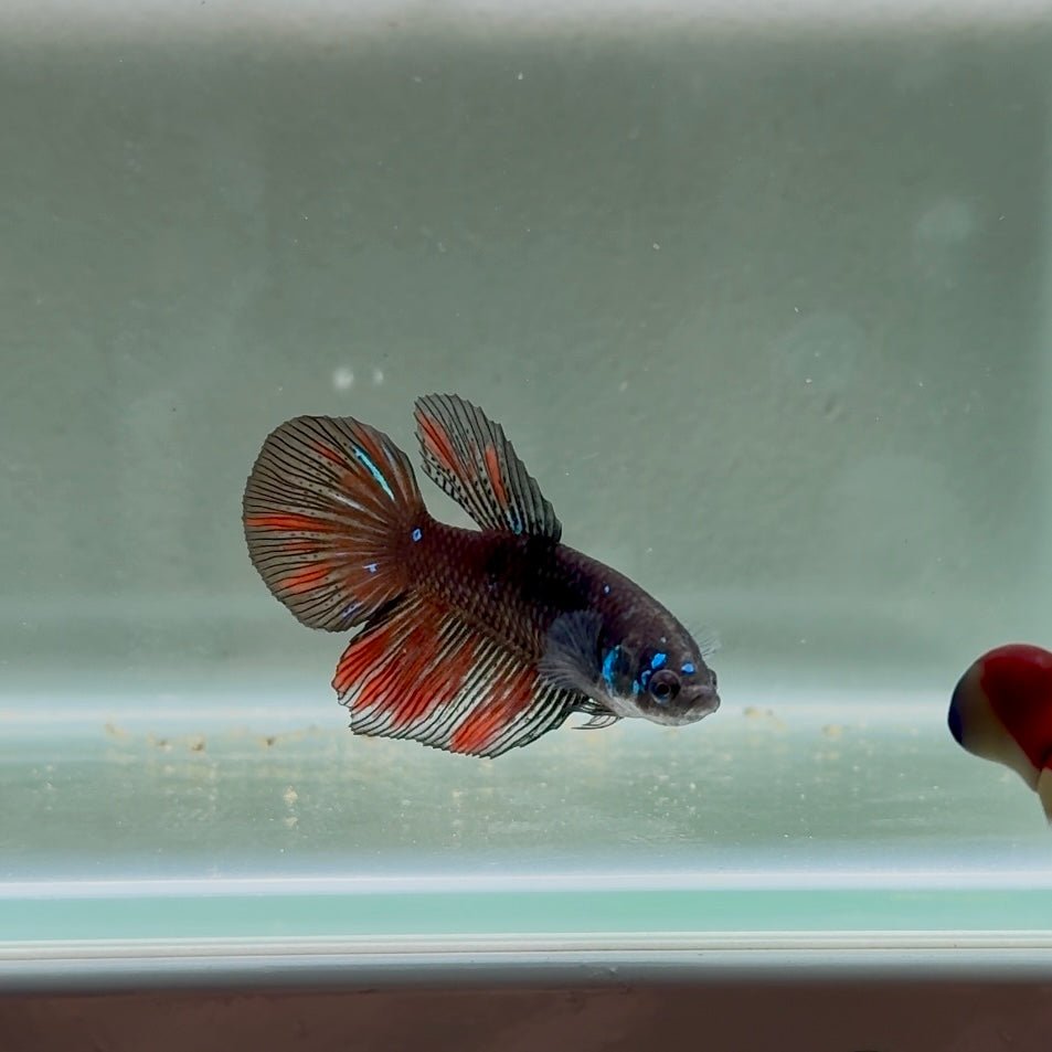 Avatar Galaxy S99 Halfmoon - Female Betta