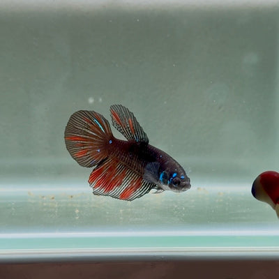 Avatar Galaxy S99 Halfmoon - Female Betta