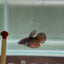 Avatar Galaxy S99 Halfmoon - Female Betta