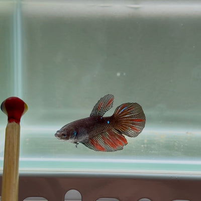 Avatar Galaxy S99 Halfmoon - Female Betta