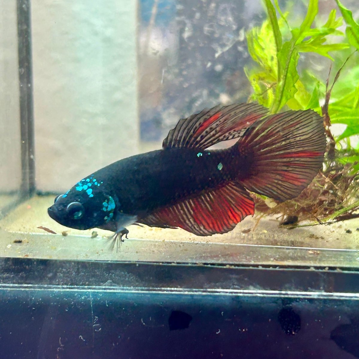Avatar Galaxy S99 Halfmoon - Female Betta