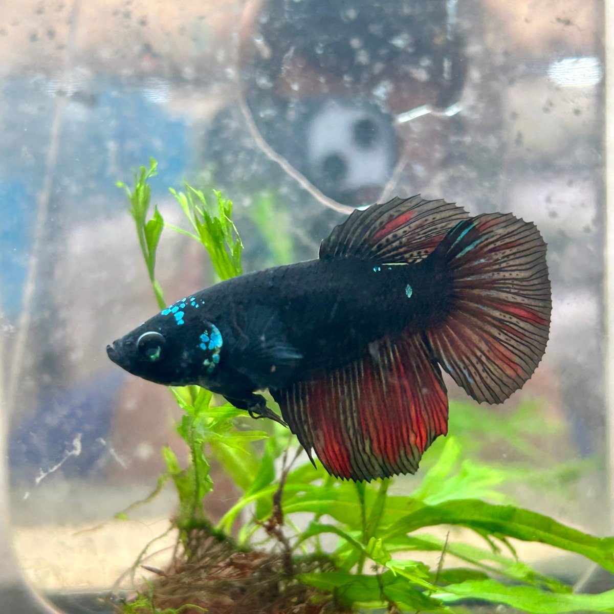 Avatar Galaxy S99 Halfmoon - Female Betta