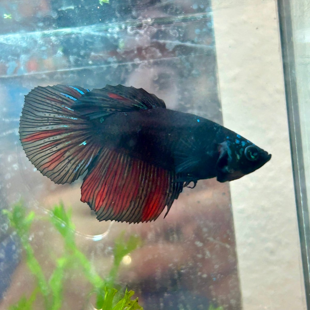 Avatar Galaxy S99 Halfmoon - Female Betta
