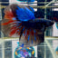 Avatar Galaxy Stardust J08 Halfmoon - Male Betta