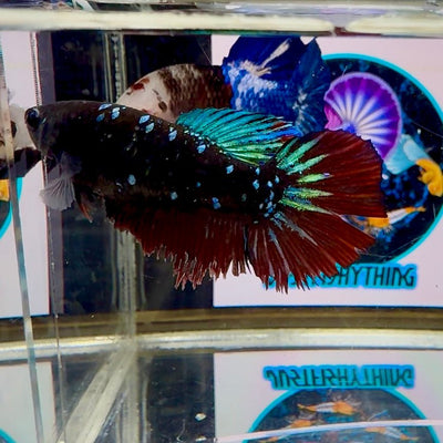Avatar Galaxy Stardust J10 Halfmoon - Female Betta