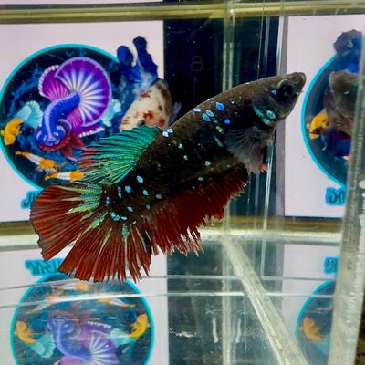 Avatar Galaxy Stardust J10 Halfmoon - Female Betta