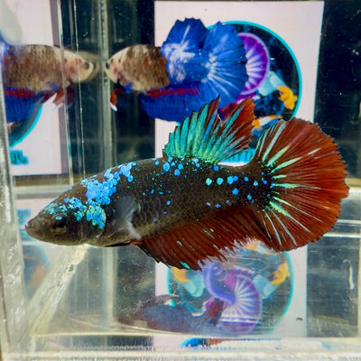 Avatar Galaxy Stardust J11 Halfmoon - Female Betta
