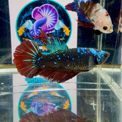 Avatar Galaxy Stardust J11 Halfmoon - Female Betta