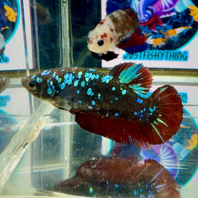 Avatar Galaxy Stardust J46 Plakat - Female Betta
