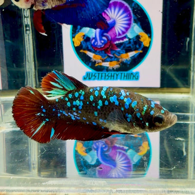 Avatar Galaxy Stardust J46 Plakat - Female Betta