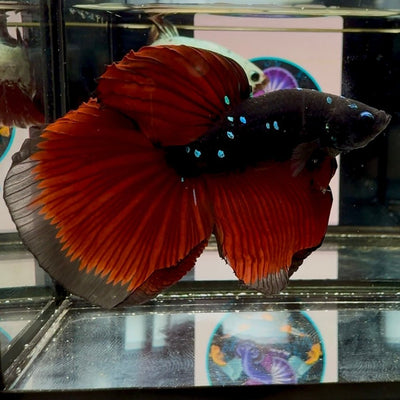 Avatar Galaxy Vampire Halfmoon J01 - Male Betta