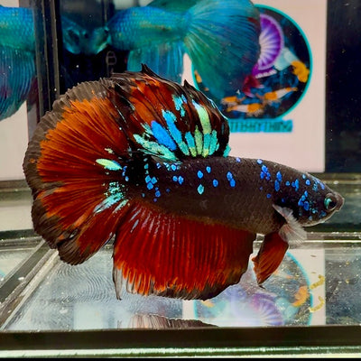 Avatar Galaxy Vampire Halfmoon J02 - Male Betta
