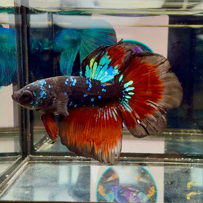 Avatar Galaxy Vampire Halfmoon J02 - Male Betta