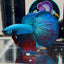 [Avatar] Highblue A64 Halfmoon - Male Betta