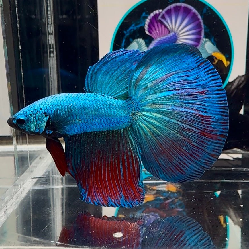 [Avatar] Highblue A64 Halfmoon - Male Betta