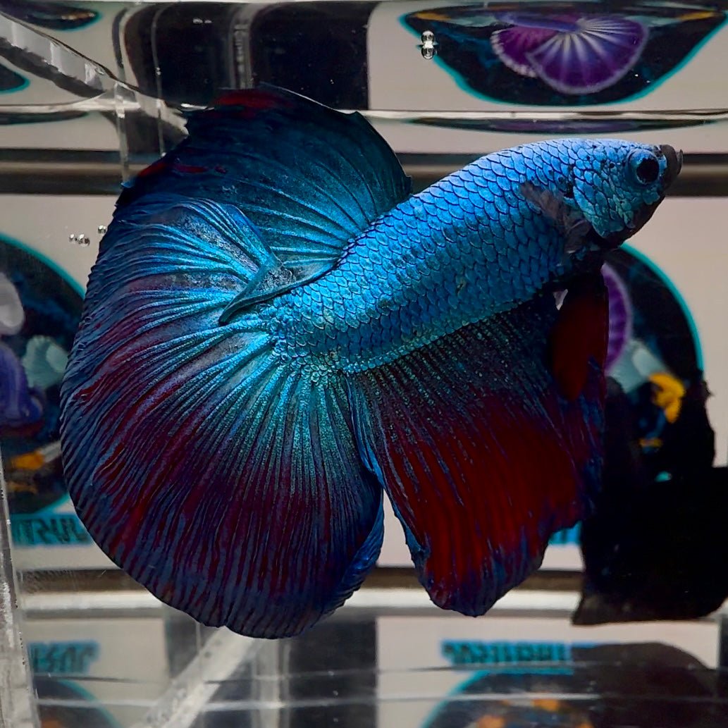 [Avatar] Highblue A64 Halfmoon - Male Betta