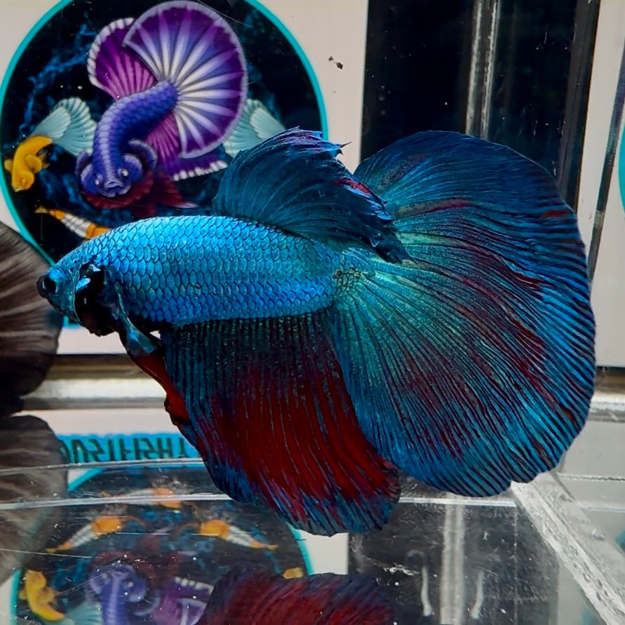 [Avatar] Highblue A64 Halfmoon - Male Betta