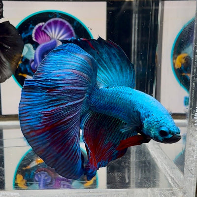 [Avatar] Highblue A64 Halfmoon - Male Betta