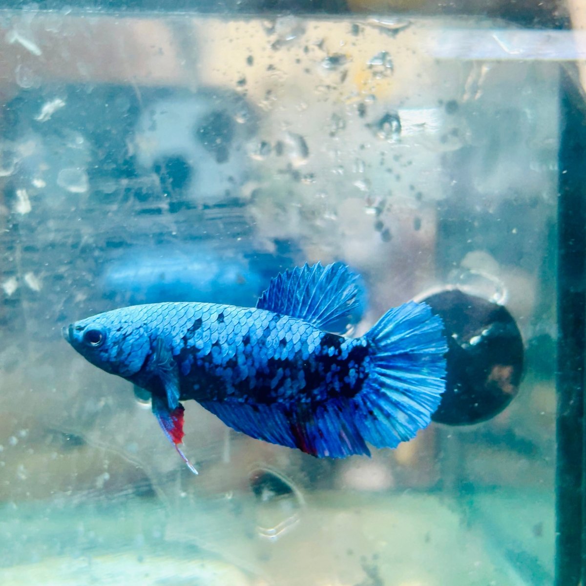 Avatar Nebula Plakat - Female Betta #121