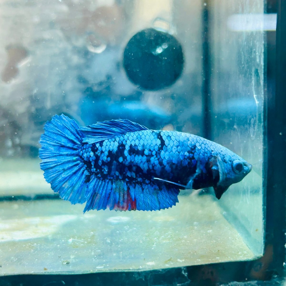 Avatar Nebula Plakat - Female Betta #121