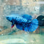 Avatar Nebula Plakat - Female Betta 121 Live Betta Fish Female betta