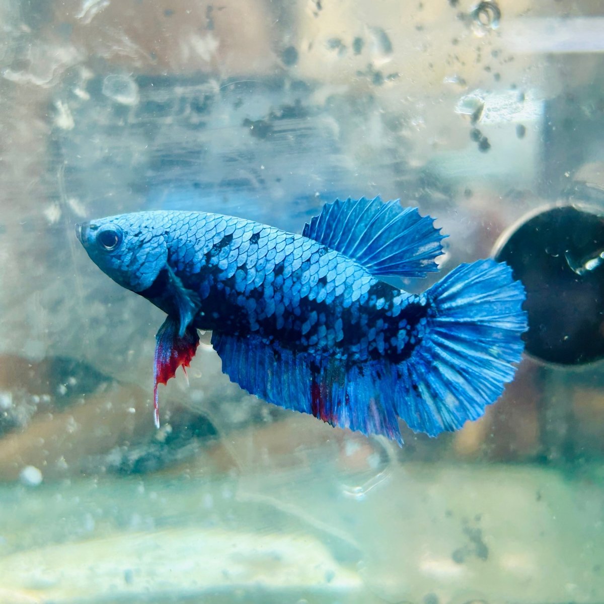 Avatar Nebula Plakat - Female Betta #121