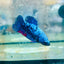 Avatar Nebula Plakat - Female Betta 121 Live Betta Fish Female betta
