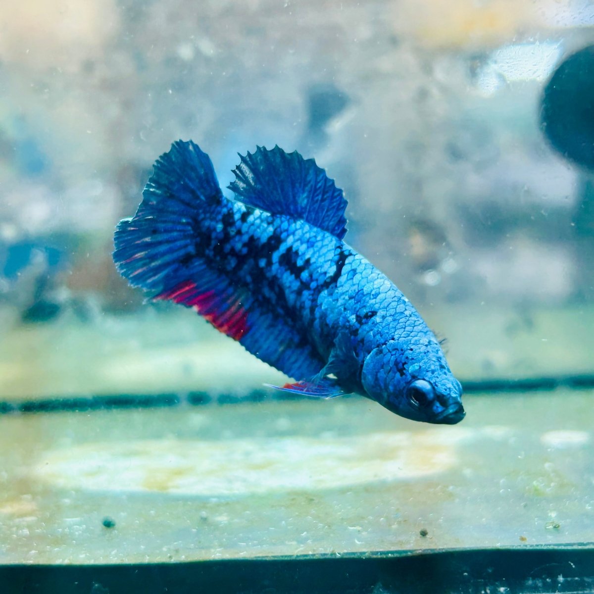 Avatar Nebula Plakat - Female Betta #121