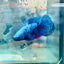 Avatar Nebula Plakat - Female Betta 121 Live Betta Fish Female betta