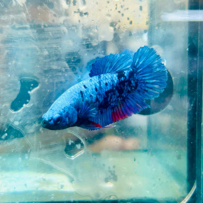 Avatar Nebula Plakat - Female Betta 121 Live Betta Fish Female betta