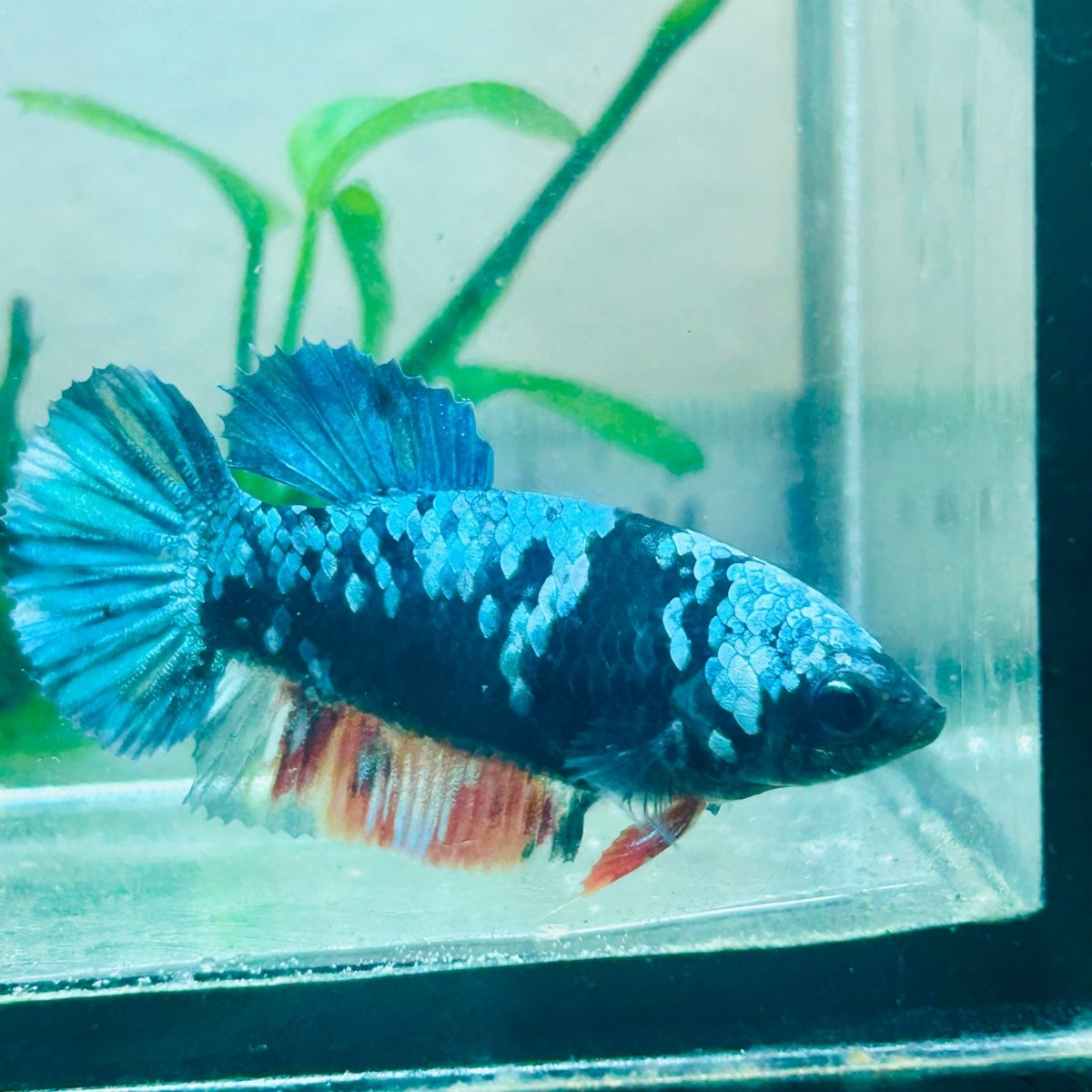 Avatar Nebula Plakat - Female Betta #Au56