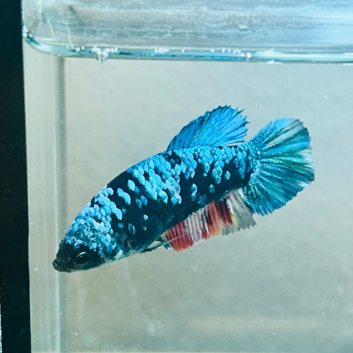 Avatar Nebula Plakat - Female Betta #Au56